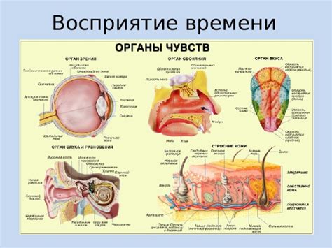 Современное восприятие античного носа