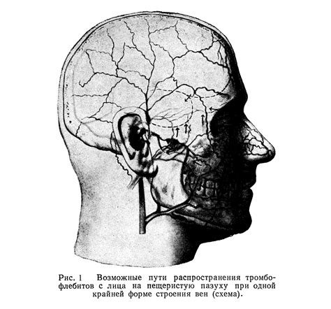 Современное значение левантинского лица