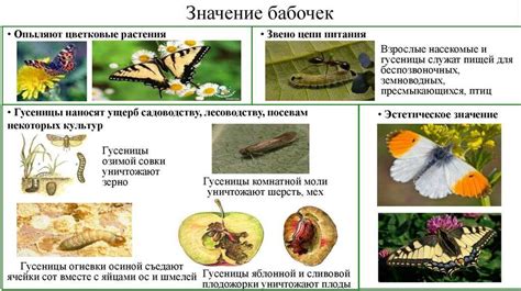 Современные интерпретации смысла бабочек