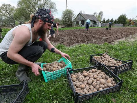 Современные способы окучивания