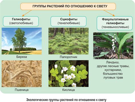 Содержание ОКС растения в среде обитания