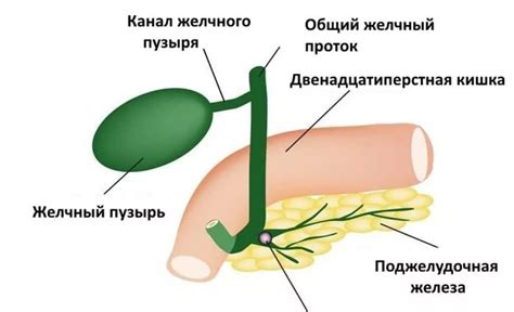 Содержимое желчного пузыря эхонегативное: причины