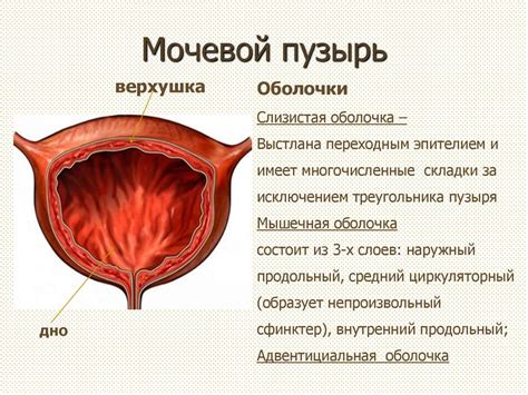 Содержимое мочевого пузыря: что это?