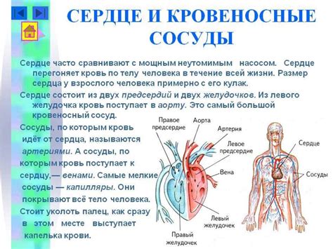 Соединение сердца и кровеносных сосудов