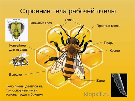 Сознательное создание снов о жалении пчелы: преимущества и позитивные аспекты