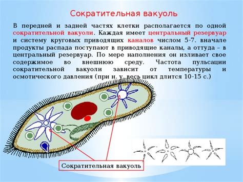 Сократительная вакуоль: основные понятия и принципы работы