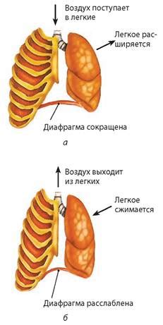 Сокращение диафрагмы: 8 основных принципов и значения