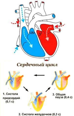 Сокращение сердца: понятие и функция