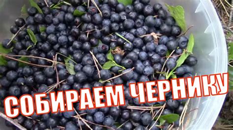 Сокровенный смысл снов о наслаждении карминовой дикой ягодой