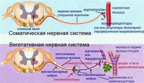 Соматическая нервная система