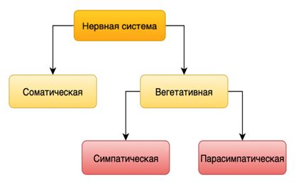 Соматический характер: определение и понимание