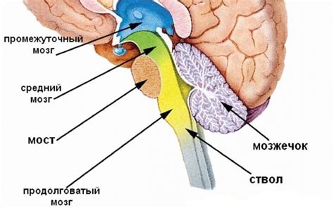 Сонные нарушения и дисфункции