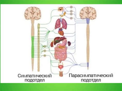 Сон и автономная нервная система: влияние на организм