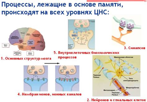 Сон и память: процесс консолидации