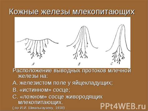 Сон о выделении из млечной железы и его связь с инстинктом материнства