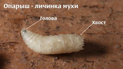 Сон про опарыша гусеницы: предупреждение или желание?