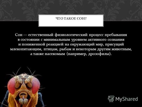 Сон с насекомым на крыльях: связь с внутренними эмоциями и подсознанием