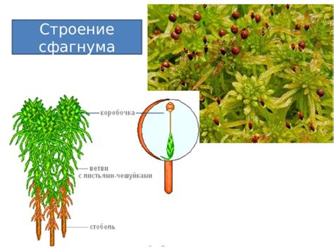 Соотношение сна о растении со спецификой реальной жизни