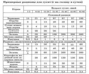 Составление рациона гусят по месяцам жизни