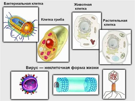 Состав многоядерных клеток