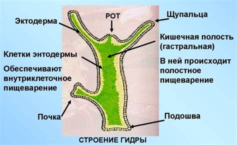 Состав обильного диффузного коллоида