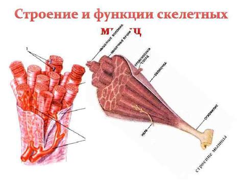 Состав скелетных мышц