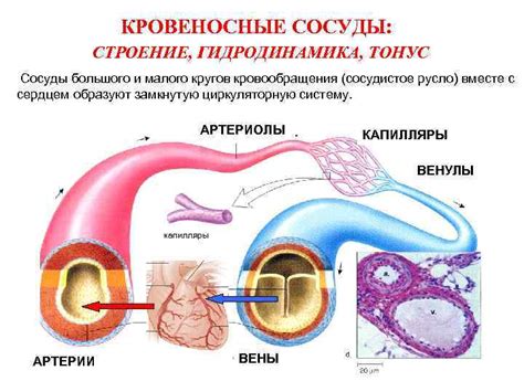 Сосудистое русло: общее понятие и его значение