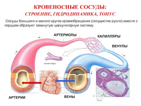 Сосудистое русло и кровяное давление