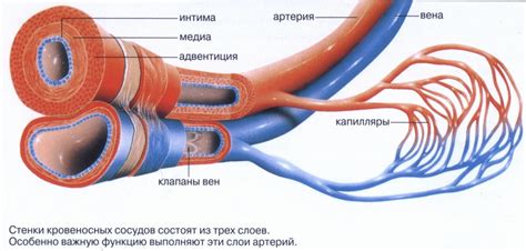 Сосуд лоцирован: что это?