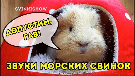 Специфика звуков морских свинок