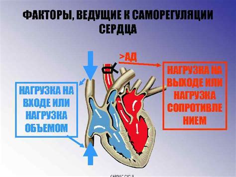 Специфические условия, ведущие к пропуску ударов сердца