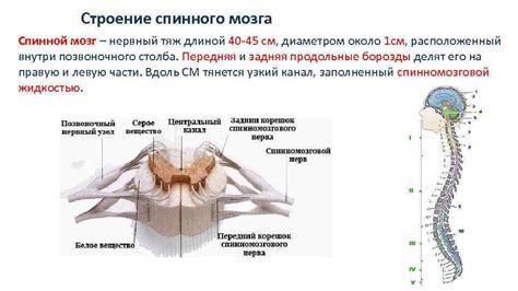 Спинной мозг: основная функция