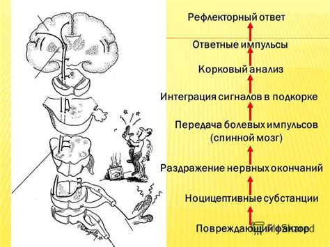 Спинной мозг и передача нервных импульсов