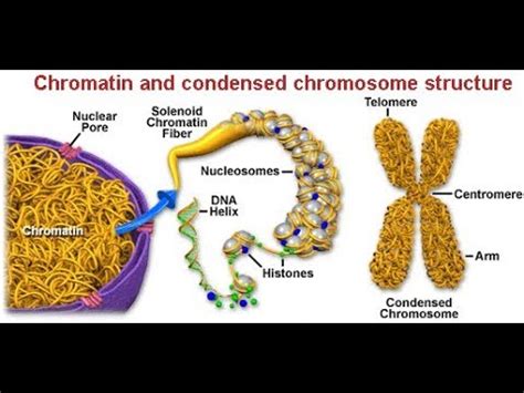 Спирализация хромосом: фундаментальный процесс в организме