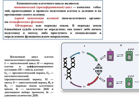 Спиральное спирализование хромосом: ключевой процесс для жизни организма