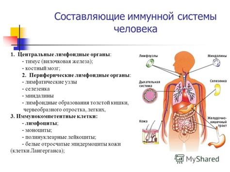 Спорт и укрепление иммунной системы