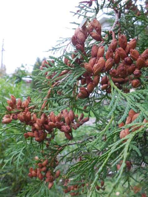 Способы борьбы с шишечками на туе