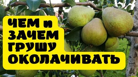 Способы использования околачивания груш