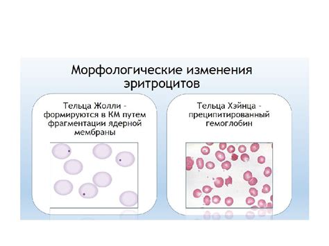 Способы коррекции размера эритроцитов