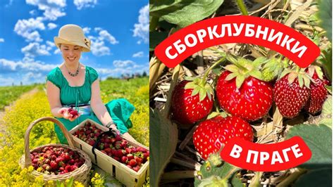 Способы механизированного сбора клубники