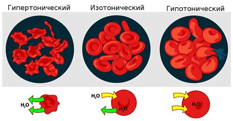 Способы нормализации фагоцитарной емкости крови