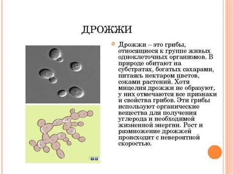 Способы обводнения дрожжей