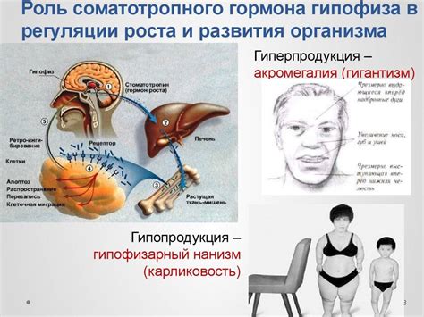 Способы повышения уровня гормона роста СТГ в организме