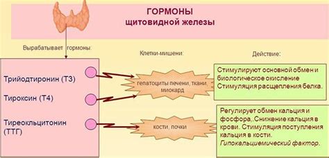 Способы повышения уровня гормона щитовидной железы