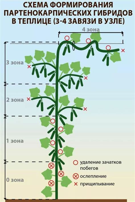 Способы получения партенокарпических сортов