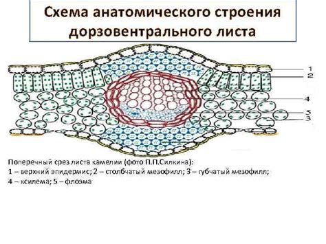 Способы получения поперечного среза