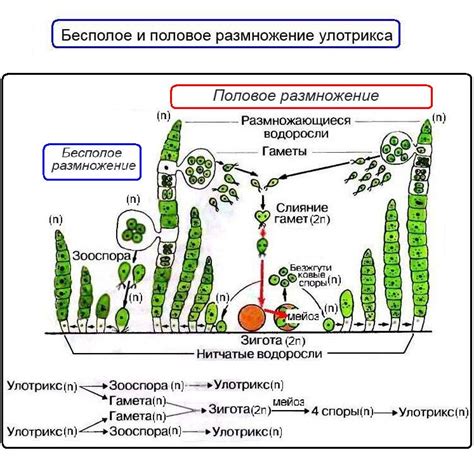 Способы размножения и роста мха у хвойных растений