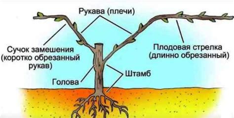 Способы формирования сигнальной грозди винограда: