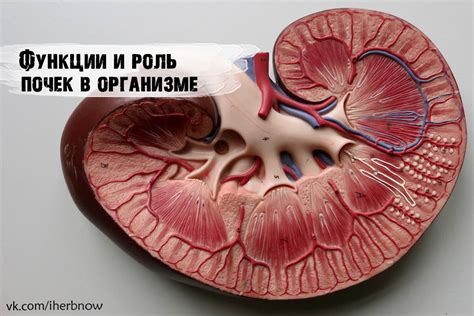 Спящие почки: понятие и роль