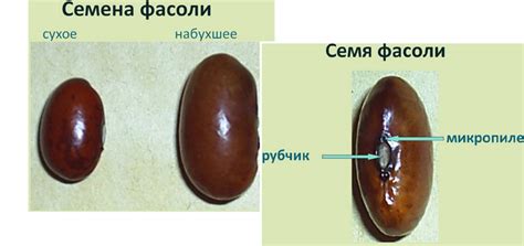 Сравнение восстановленной и обычной фасоли